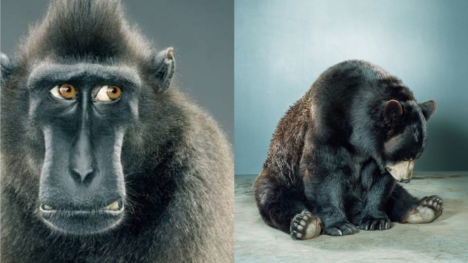 The famous photographer Jill Greenberg? Inside the Life, Net Worth, Family, and Career